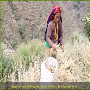 509K views · 10K reactions | Collecting technology of wheat for cooking purpose | Nepali Village Family | Facebook