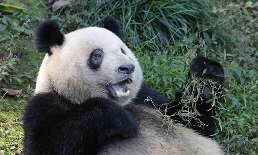 Are Giant Pandas Extinct? (5 Top Reasons For Extinction) – BestofPanda