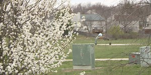 UK helps Kentuckians replace their Bradford pear trees