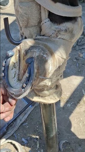 Horse Shoeing Step by Step