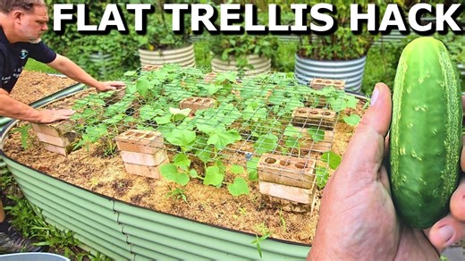 This GENIOUS Trellis Trick Grows MORE Cucumbers with LESS Effort