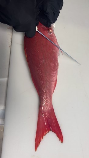 25K views · 393 reactions | Vermilion Snapper! Light, mild, and flakey this fish is excellent! Captain Clay and Sons Seafood Market #vermilionsnapper #redsnapper #huachinango | Reed_thefishmonger | Facebook