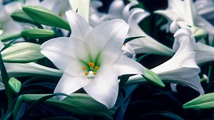 Master gardeners: What you can do to make your Easter lilies last