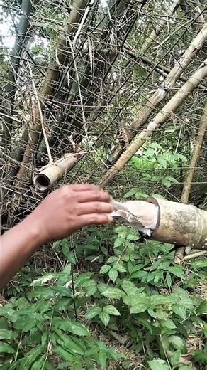 wow, it's so beautiful #shortviral #animals #trending #nature