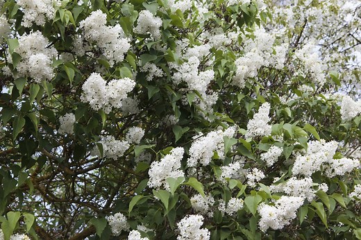 Comment tailler un vieux lilas : pas-à-pas