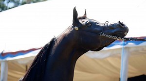 32K views · 2.1K reactions | - His stand up will leave you speechless - SARI ALO WANAH (Alfonzo x OFW Anica) Enjoy his performance at the International B Show in Strohen 2018, well presented by MR. Tom Oben. Proudly owned by Al Bsheer Arabians | Arabian Insider | Facebook