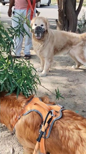 dog breed golden to tevar vs labra 😜 aaj r paar ki hogi ladai#😜🤣😳❤️