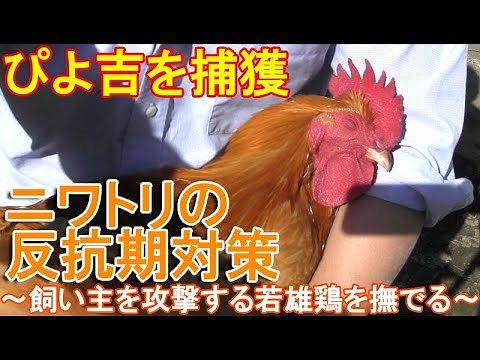 ニワトリの反抗期対策～飼い主に飛び掛かって攻撃する若雄鶏を抱いて撫でる～
