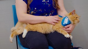 Depending on their stage of life, pets need to take in different quantities and ratios of nutrients to maintain optimal health. During National Senior Pet Month, learn more and talk to your vet about the food that is best for your aging pet. https://www.petfoodinstitute.org/vet-talks/ | Pet Food Institute