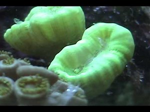 coral feeding video