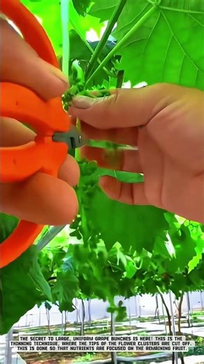 Grape Cluster Thinning Technique for Maximum Fruit Yield #AgriculturalInnovation
