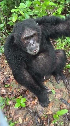 Chimpanzee Trekking Adventure in Africa |🐒 Incredible Experience #chimp #wild