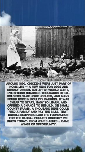 The Birth of Modern Poultry
