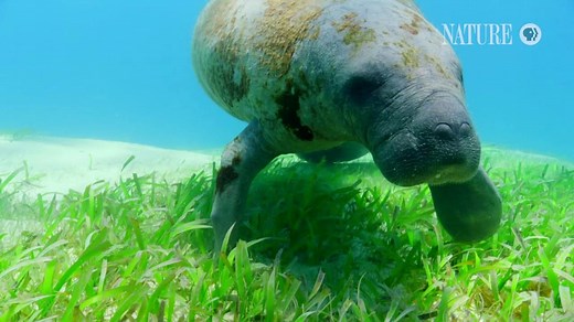 Viva Puerto Rico follows the effort to restore populations of the island’s most endangered species: the Puerto Rican Amazon parrot, Leatherback turtle, and manatee. | Nature | PBS