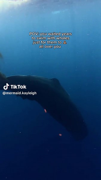 Whale Poop: Nature's Unique Ocean Contribution