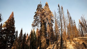 1.1M views · 179 reactions | Sequoia trees can only be found in California’s Sierra Nevada Mountains — and more than 10% of them have been destroyed by wildfires since 2020 | NowThis Earth | Facebook
