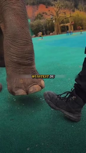 Tägliche Fakten und Geschichten on Instagram: "Elefanten laufen auf den Zehenspitzen 🐘 Ein weiches Fettpolster wirkt wie ein Stoßdämpfer – deshalb können sie nicht springen. Und ihr Rüssel ist kein Trinkhalm, sondern ein echtes Multitool, das sie erst lernen müssen zu benutzen. Die Natur ist cleverer, als sie aussieht. #elefanten #tierwelt #natur #wissen #fakten"