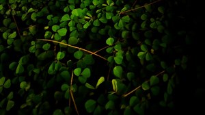 Grass, Field, Lawn. Free Stock Video