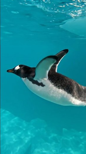 🐧 “Penguin Jumps Into Ocean | Relaxing Nature Sounds”