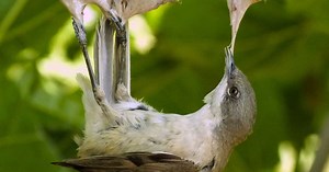 La chasse à la glu finalement jugée illégale en France