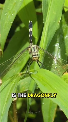 6 Amazing Insects You Should Know #amazingfacts #animals #funfacts #facts