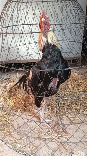 Beautiful Jawa Aseel Murgha #shorts #shortvideo #short #pets #aseelmurga #jawaaseel #youtubeshorts