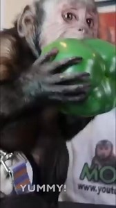 10K views · 638 reactions | Monkey loves green pepper #monkey #snacks #Smart #monkeyboo | MonkeyBoo | Facebook