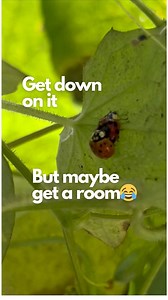 Harlequin lady beetles are not “native” ladybugs, but I do not try and remove them from my garden. They are feasting on the white fly infestation I have going and making babies. I have never introduced store bought lady beetles (they are part of the beetle family and therefore beetle is a more apt term than bug) into my yard/garden. I did not realize they shimmy while procreating. 😂 I think it’s kind of fantastic. Boy bug has moves. If you want to learn more about native vs non native lady beet