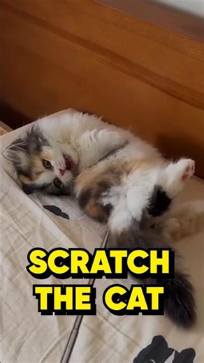 Scratch The Cat😅 #cat #cute #funny