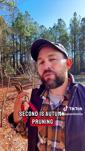 Best Times to Prune Fruit Trees for Healthy Growth