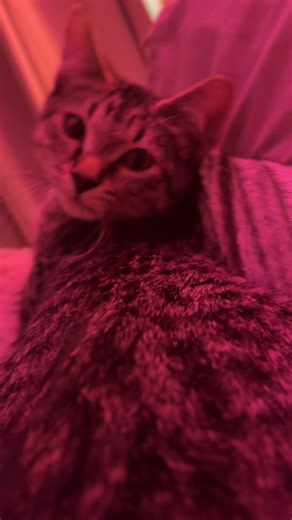 Cadence Caliber on Reels