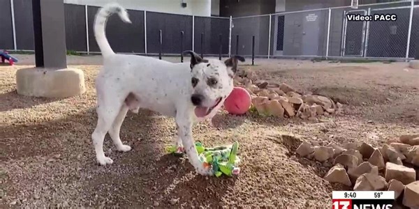 UNSCRIPTED on 13  Pet of the week