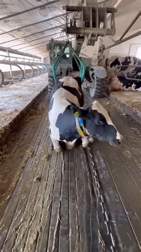 How To Clean Cow Dung? #shorts​ #cow #animals