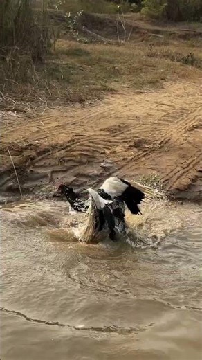 Indian Python Snake vs Water Duck #snake #cobra #animalrescue #highlightseveryone #snakerescue