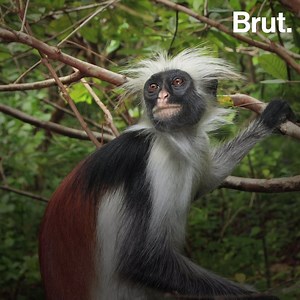 1.2M views · 1.3K shares | This strange primate has long, bristly white hairs, cannot eat sugar, and lives in only one place on Earth. Meet the Zanzibar red colobus. | Brut nature | Facebook