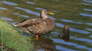 Mallard duck female walks into water and swims 4K