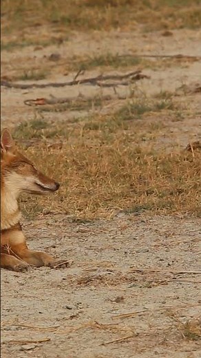 Jackal: The surprisingly versatile canine.