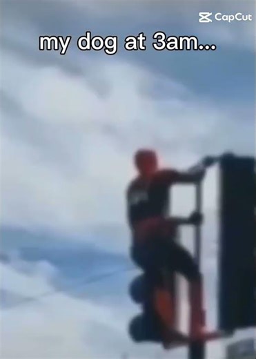 my dog at 3am 💀😭🍒 #funny #3am #dog #hellnah