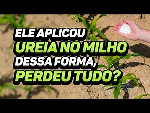 NÃO ADUBE COM UREIA DESSA FORMA