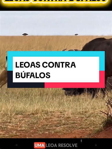 Leões contra búfalos: confronto na vida selvagem
