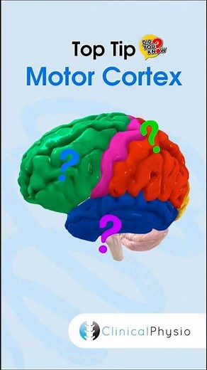Motor Cortex #physicaltherapy #physicaltherapy #brain #brainanatomy
