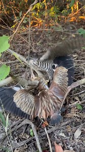 2.1M views · 7.2K reactions | Hawking with Sparrowhawk #birds #falcons #wildlife #shorts | AmericanEagle | Facebook