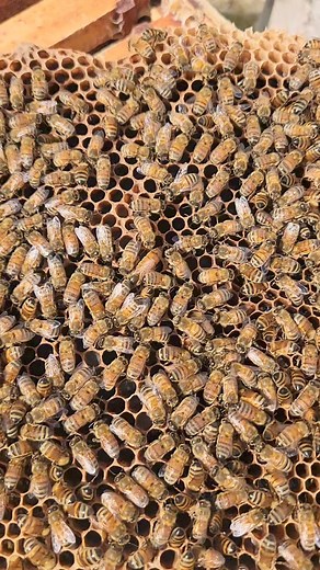 7.2K views · 108 reactions | The queen bee plays a vital role in the honeybee colony. She is the mother of the hive, responsible for laying all the eggs that the colony needs to survive and thrive. | King Bee PH | Facebook