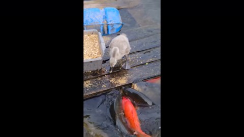 Baby swan appears to share food with koi fish in pond