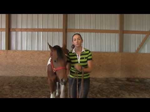 In-Hand Trail: Walk, Stop, Jog