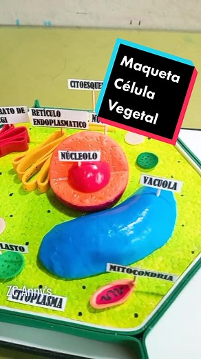 Maqueta Célula Vegetal para Primaria. Realizada con Espuma Flex, foamy y plastilina Fue realizada en un Live. #maqueta #medicina #celulavegetal #ideas #manualidades