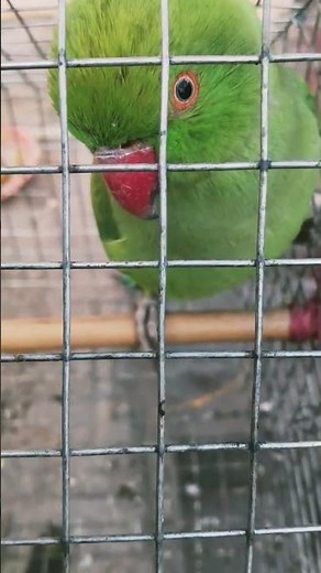 Whistling indian Ringneck parrot! Screaming a......