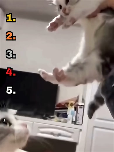 Ranking Cutest Cats and Their Kittens — Top Cute Cat Pairs