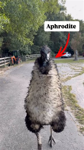 Blind Spot Animal Sanctuary on Instagram: "🦕 As the emu world turns 🦕 These are some of the highlights of our emu episodes along with some commentary from the followers 🤣 “Get her a male Emu” “Our man...yup you’re definitely sister wives 😆 🤣 😂” “She said “this is my man now” “I want a woman like her” “There’s no man worth drowning for — preach, sister! 🙌👏😂” “You called her Aphrodite what did you expect 🤣” “She’s your co-wife get use to it or give the newly wed space😂😂😂” “The true de