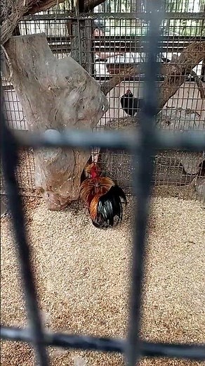 bantam vs Chinese chicken